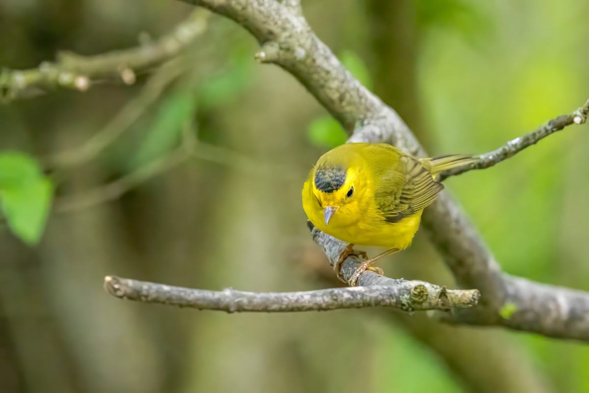 Wilson's Warbler - Ric mcarthur