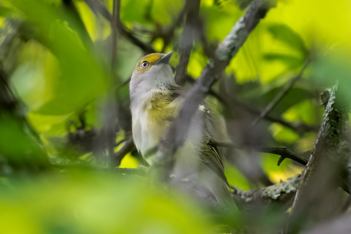 White-eyed Vireo - Tom Hudson