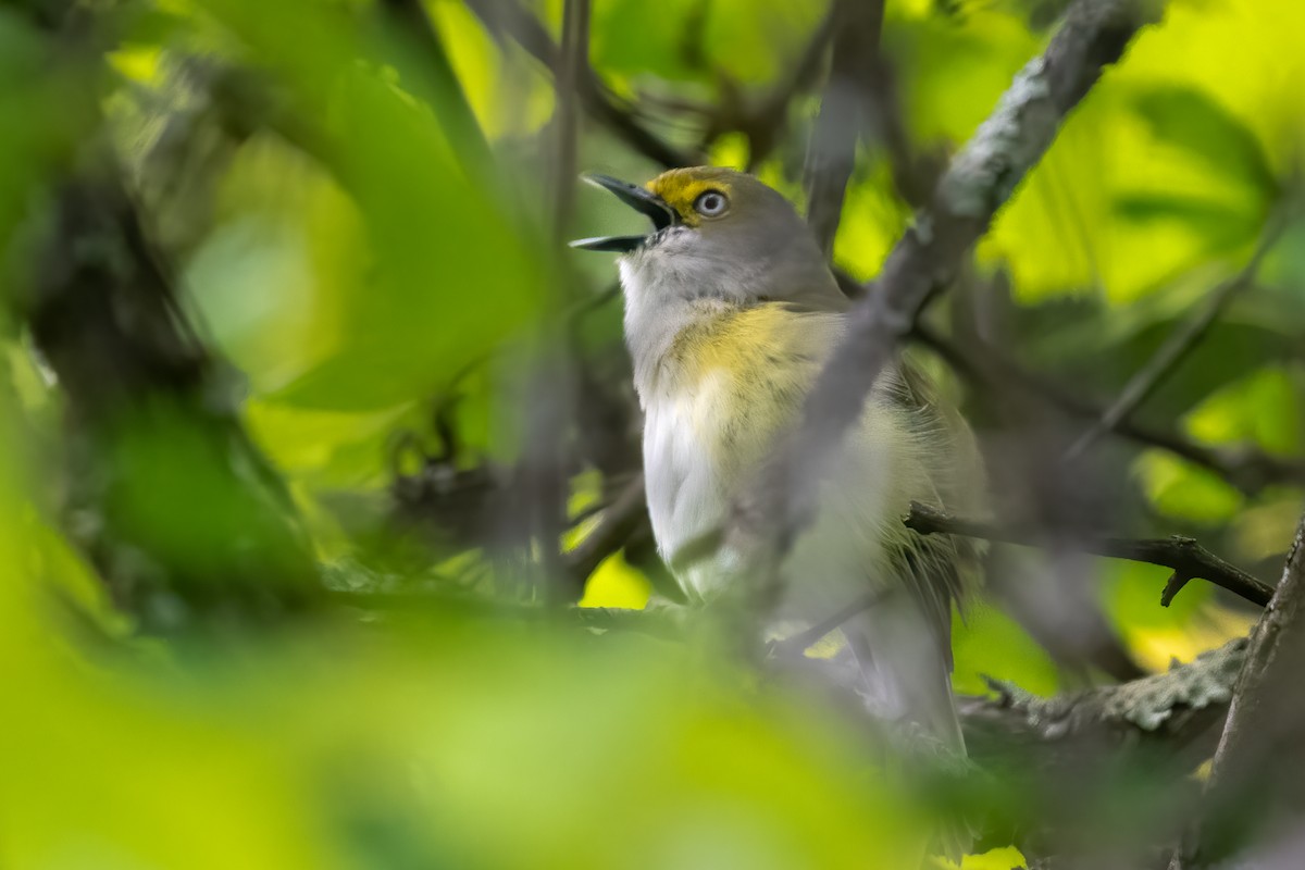 Ak Gözlü Vireo - ML619411323