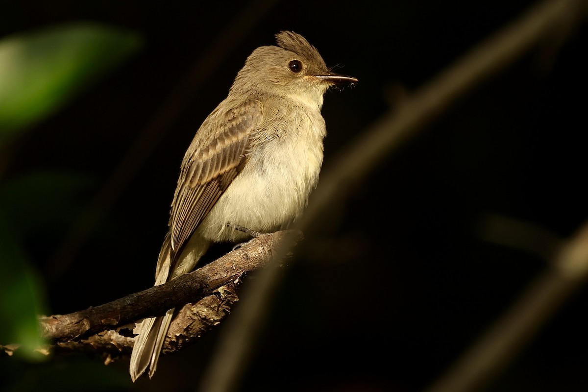 Eastern Phoebe - Jeff Osborne