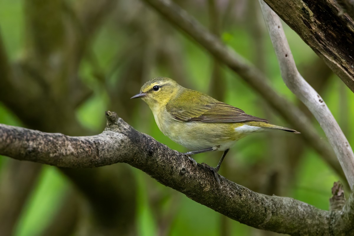 Tennessee Warbler - Ric mcarthur