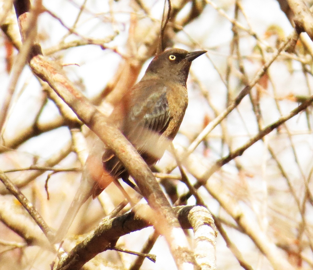 Rusty Blackbird - pamela hoyland