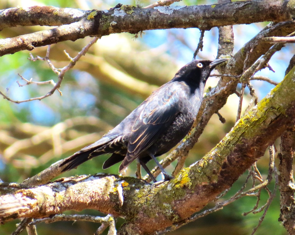 Rusty Blackbird - pamela hoyland