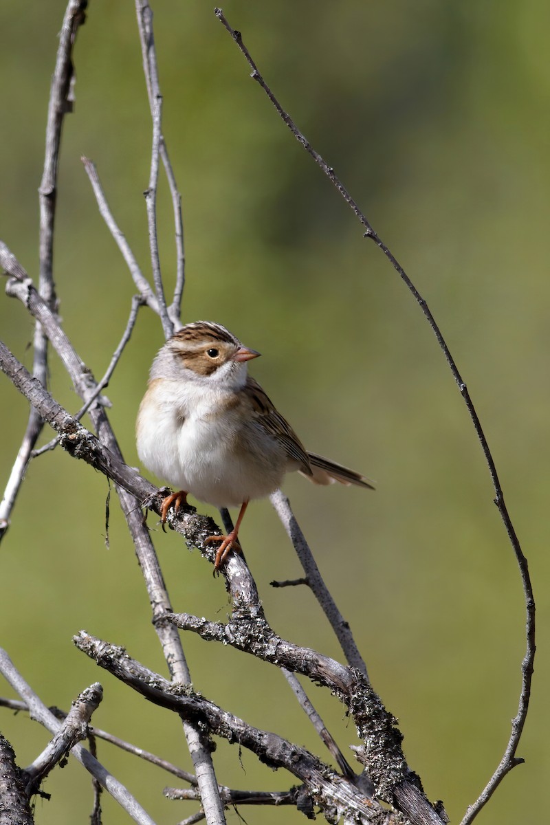 Clay-colored Sparrow - ML619411353
