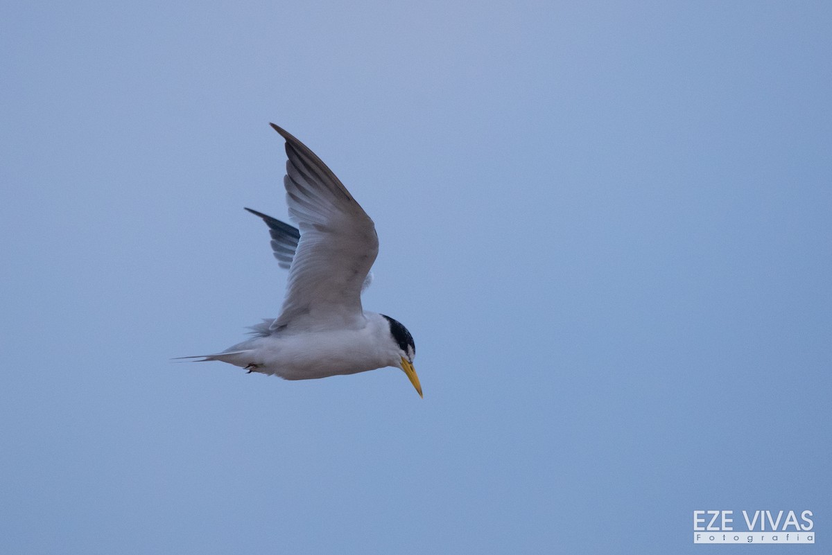 Yellow-billed Tern - Ezequiel Vivas