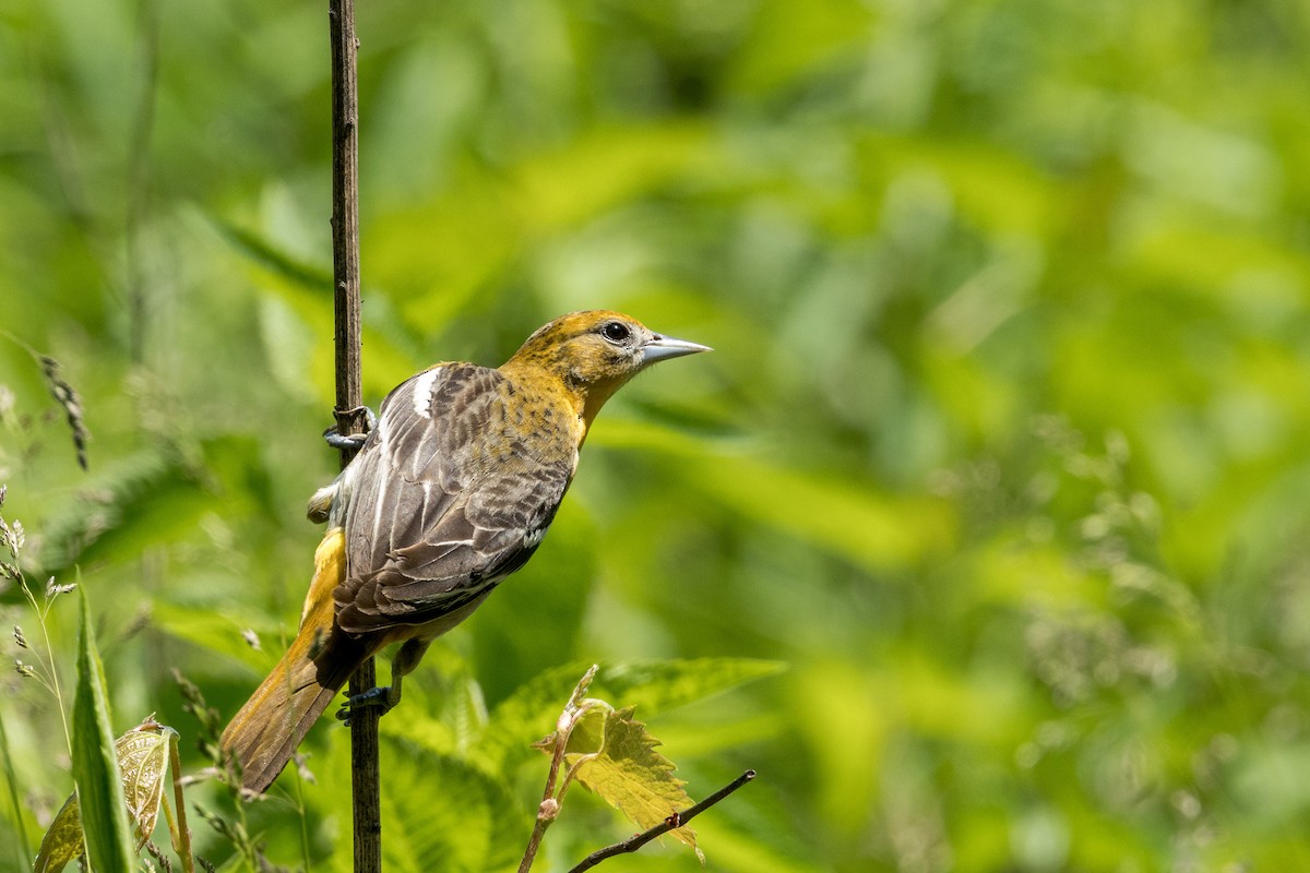 Baltimore Oriole - Ric mcarthur