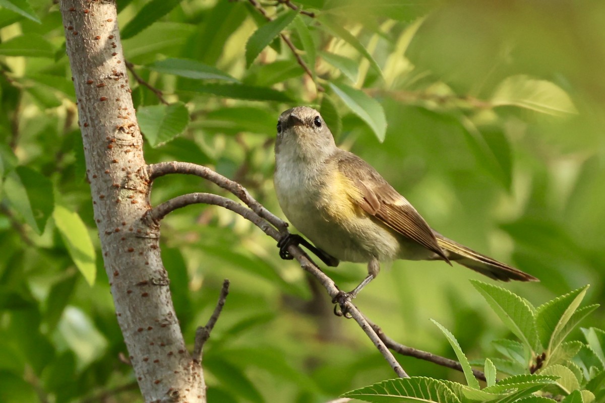 American Redstart - Jeff Osborne