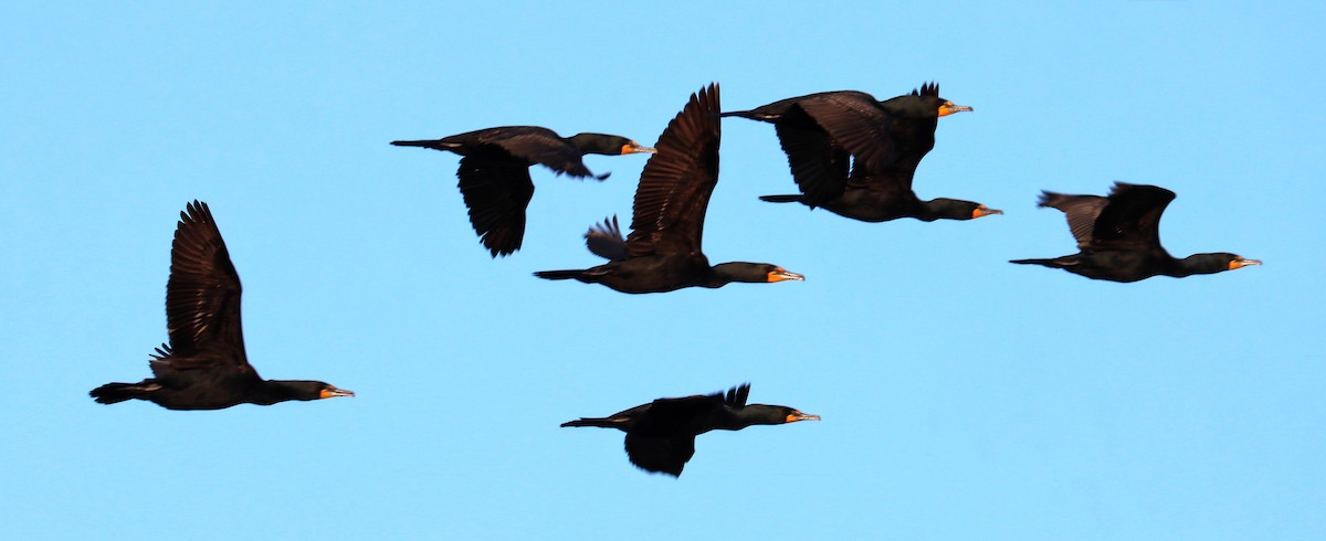 Double-crested Cormorant - Charlotte Byers