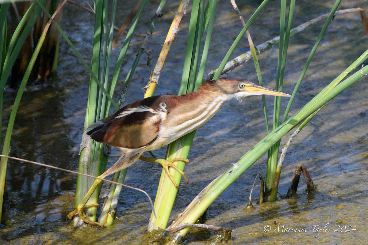 Least Bittern - Marianne Taylor