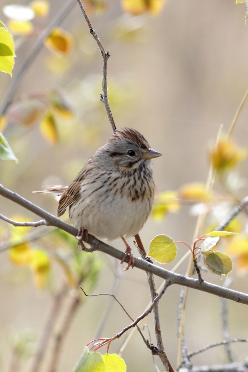 Lincoln's Sparrow - Kevin Knight