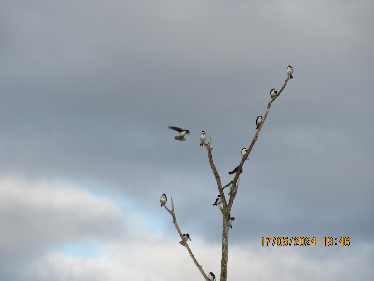 Tree Swallow - ML619411379