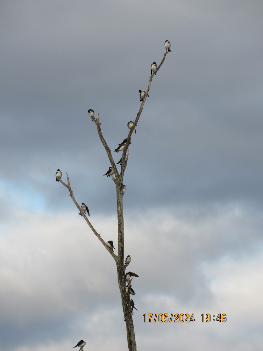 Tree Swallow - ML619411385