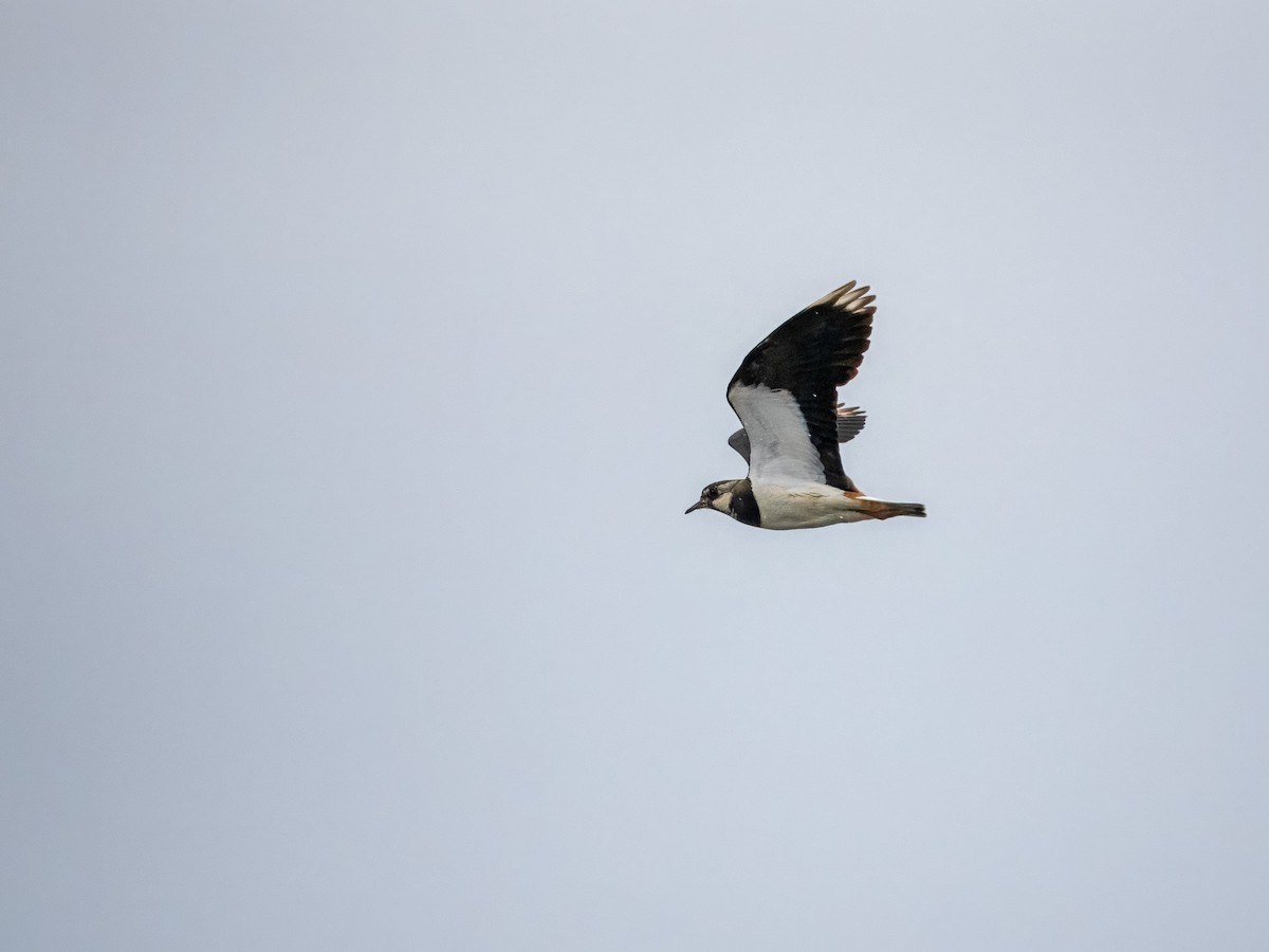 Northern Lapwing - Sam  O'Donnell