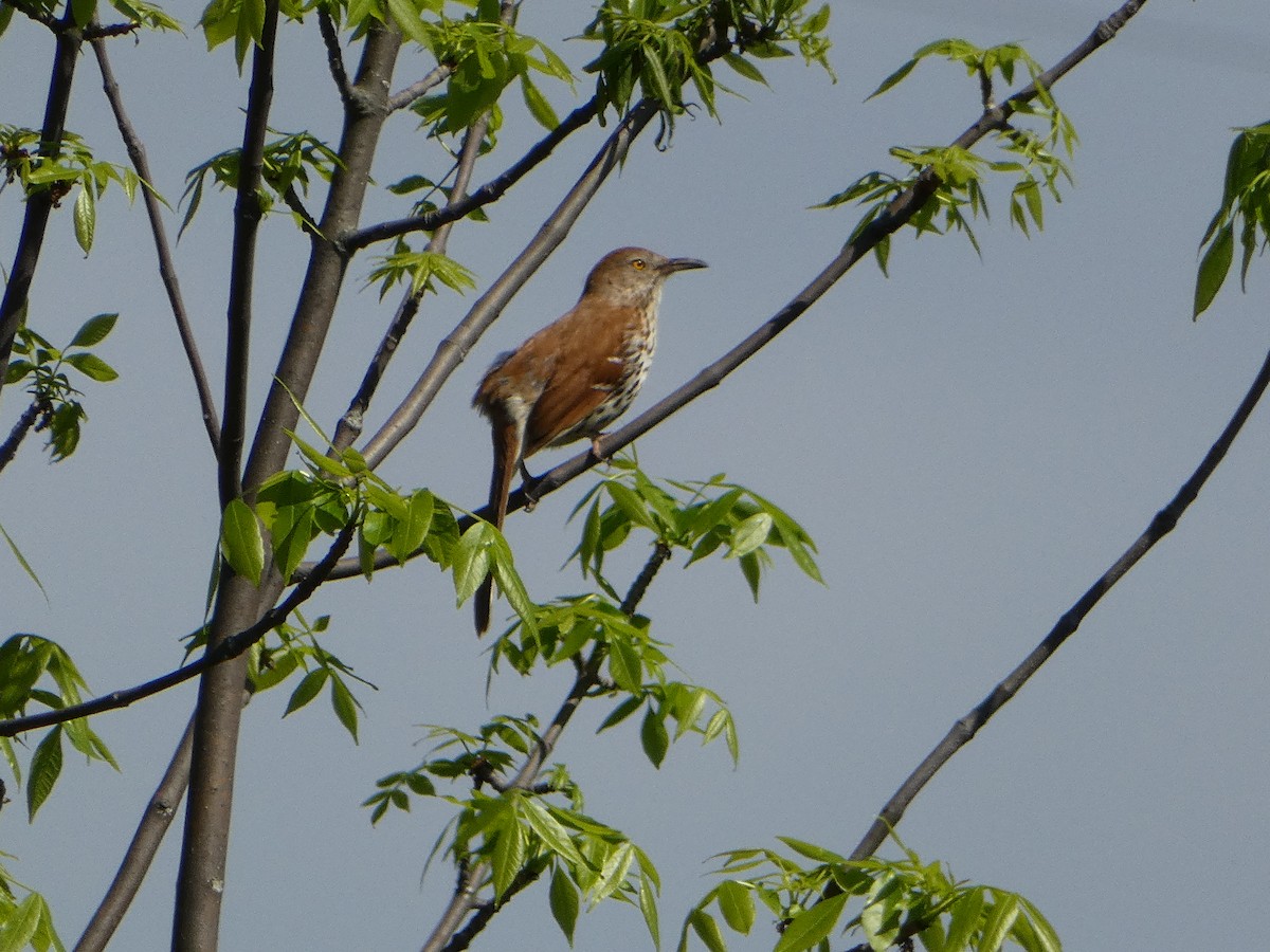 Brown Thrasher - Marieta Manolova