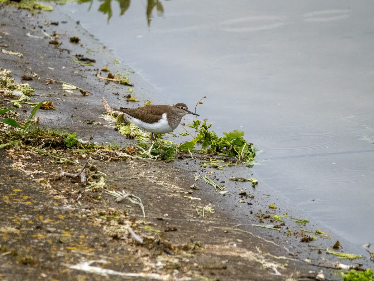 Common Sandpiper - Sam  O'Donnell