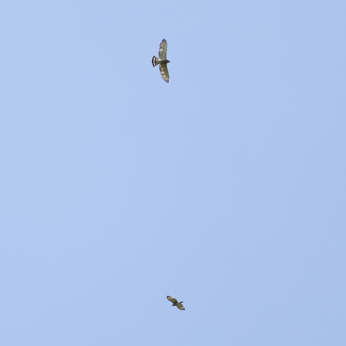 Broad-winged Hawk - Mary McKitrick