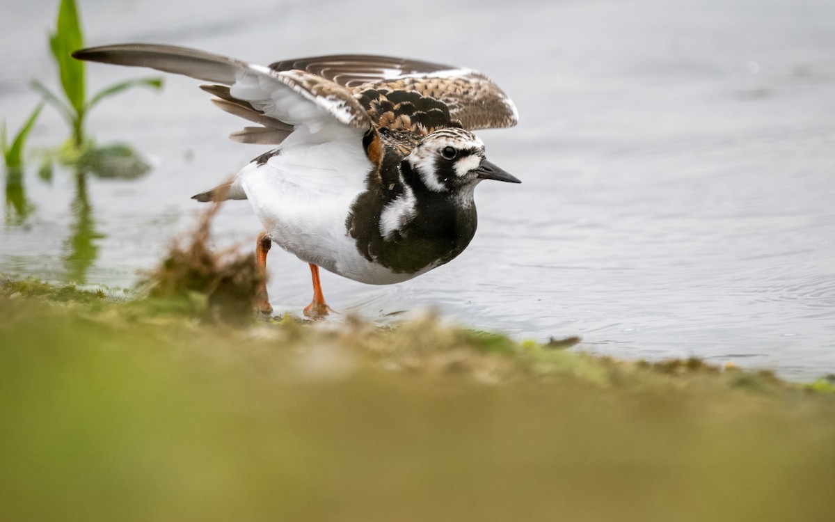 Ruddy Turnstone - Sam  O'Donnell