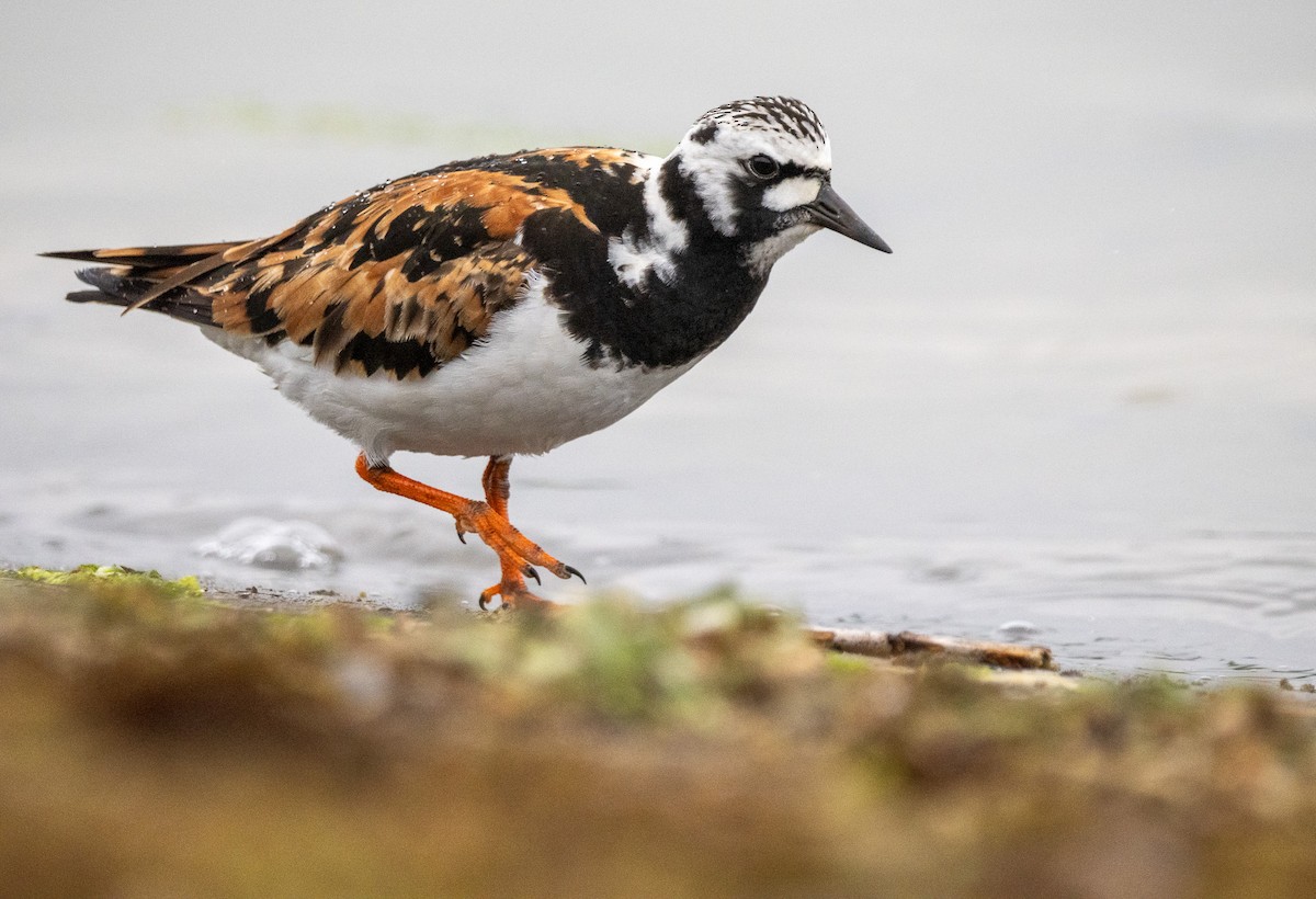 Ruddy Turnstone - Sam  O'Donnell