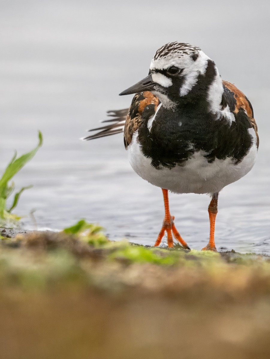 Ruddy Turnstone - Sam  O'Donnell