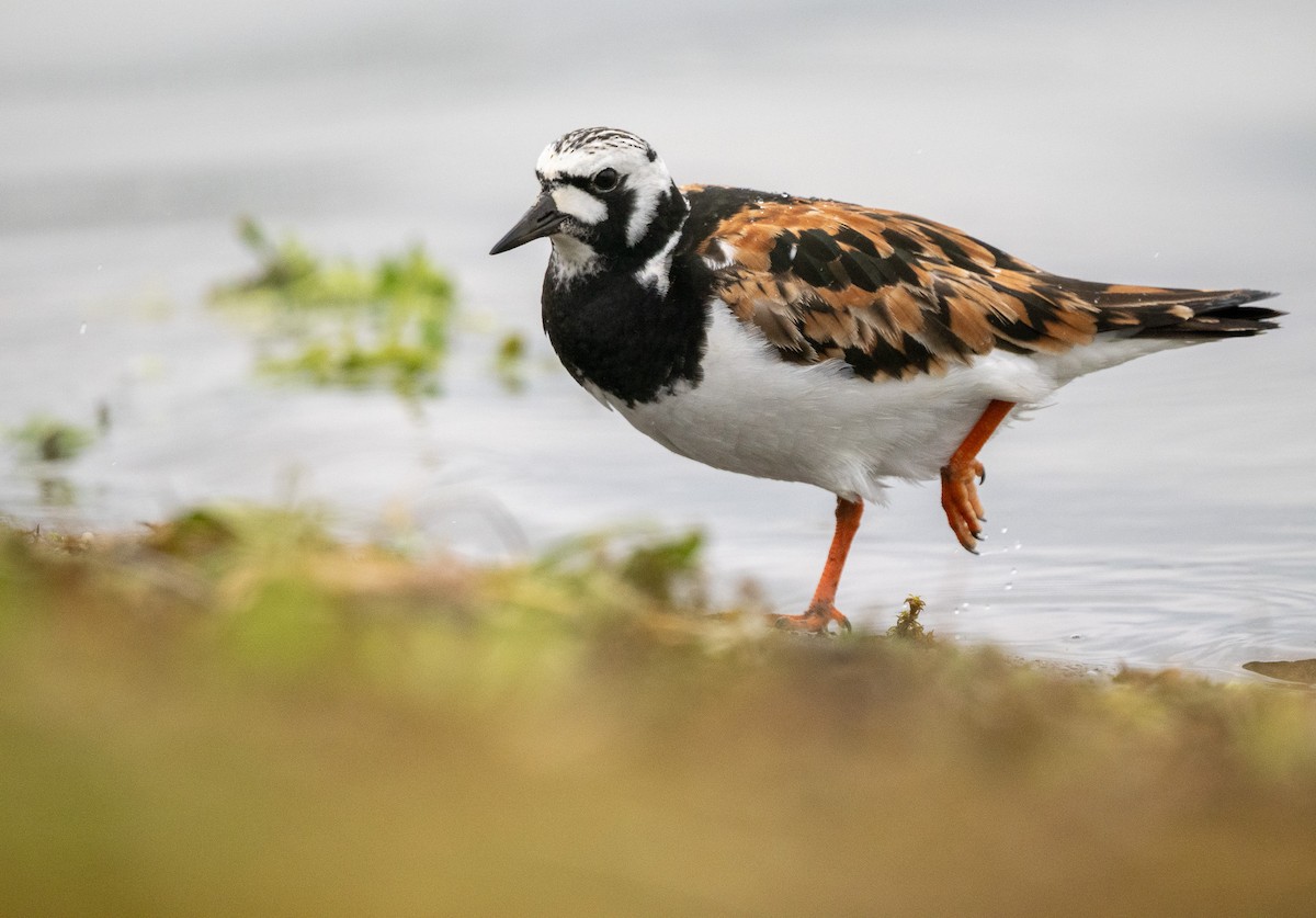 Ruddy Turnstone - Sam  O'Donnell