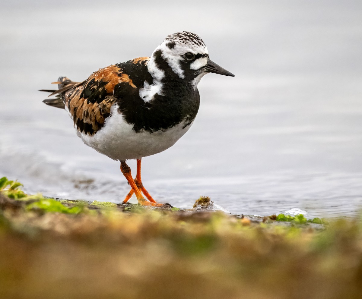 Ruddy Turnstone - Sam  O'Donnell