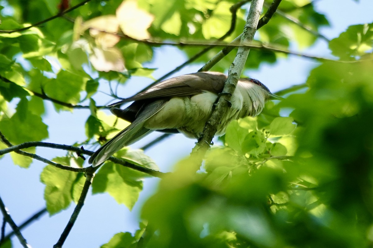 Black-billed Cuckoo - ML619411418