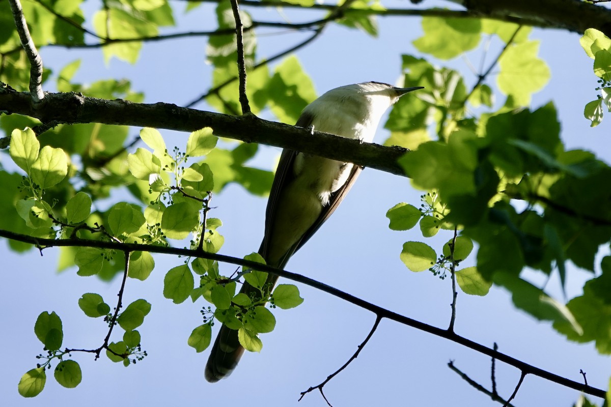 Black-billed Cuckoo - ML619411420