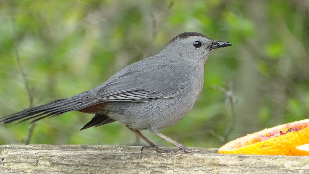 Gray Catbird - Amy Simmons