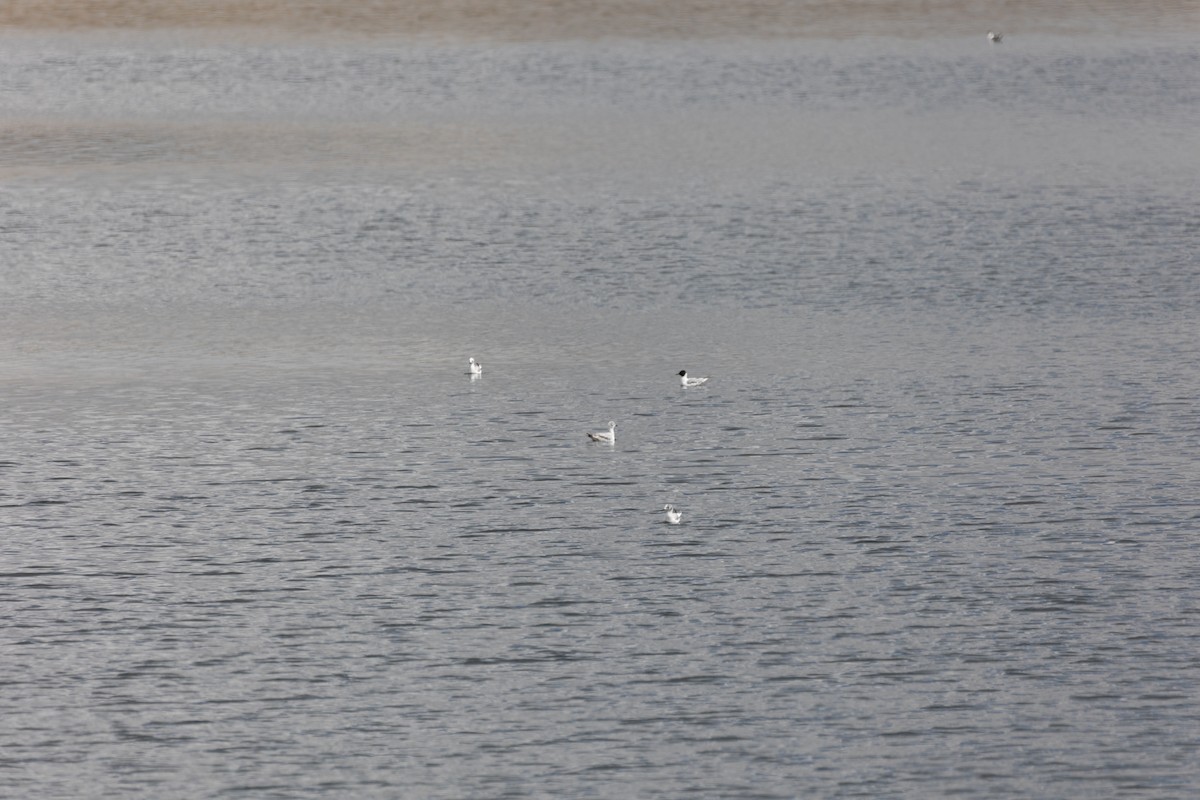 Bonaparte's Gull - Anonymous