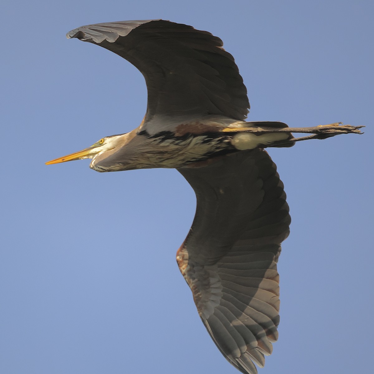 Great Blue Heron - Jeff Osborne