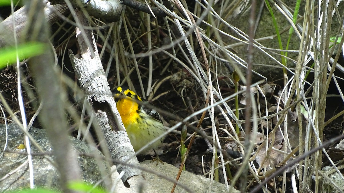 Blackburnian Warbler - Amy Simmons