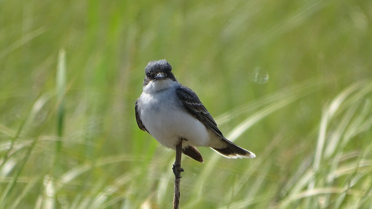 Eastern Kingbird - Amy Simmons