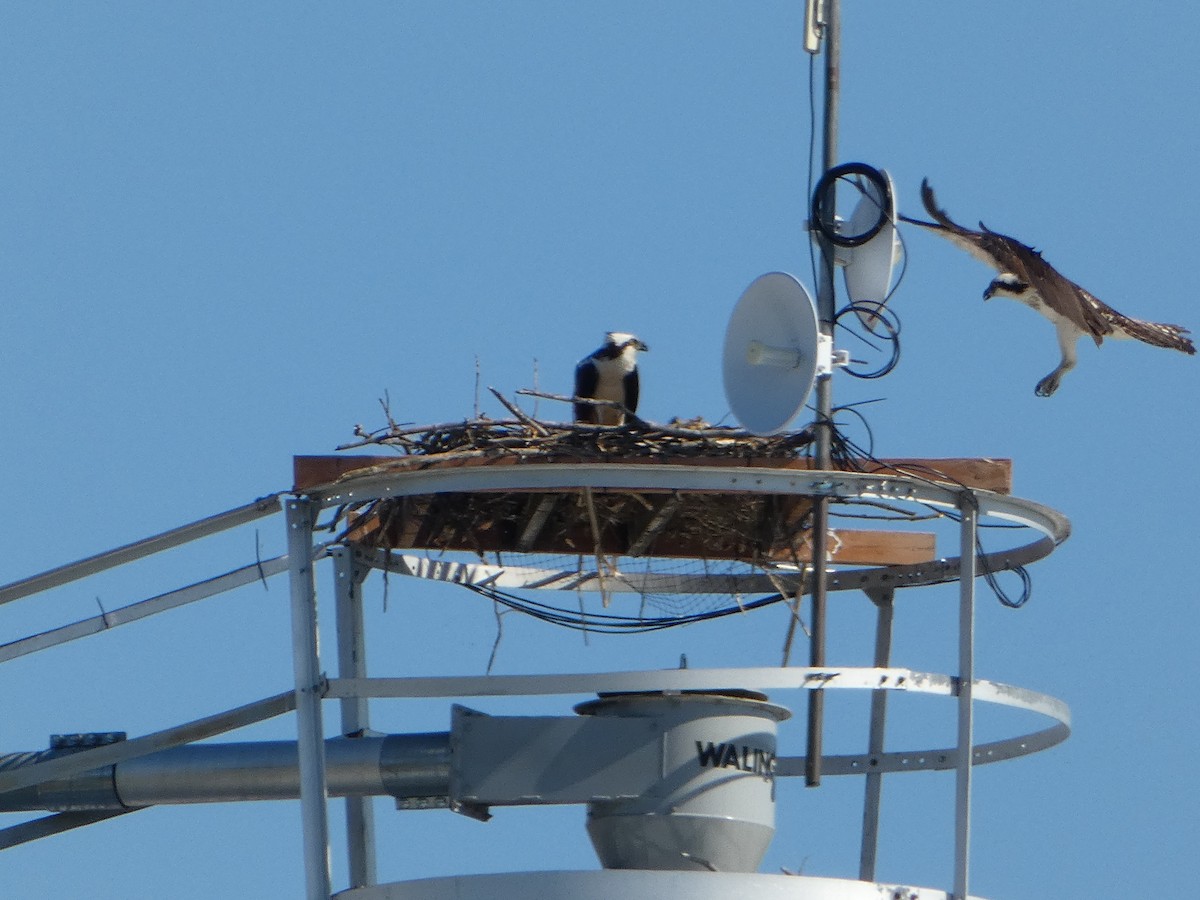 Osprey - Marieta Manolova