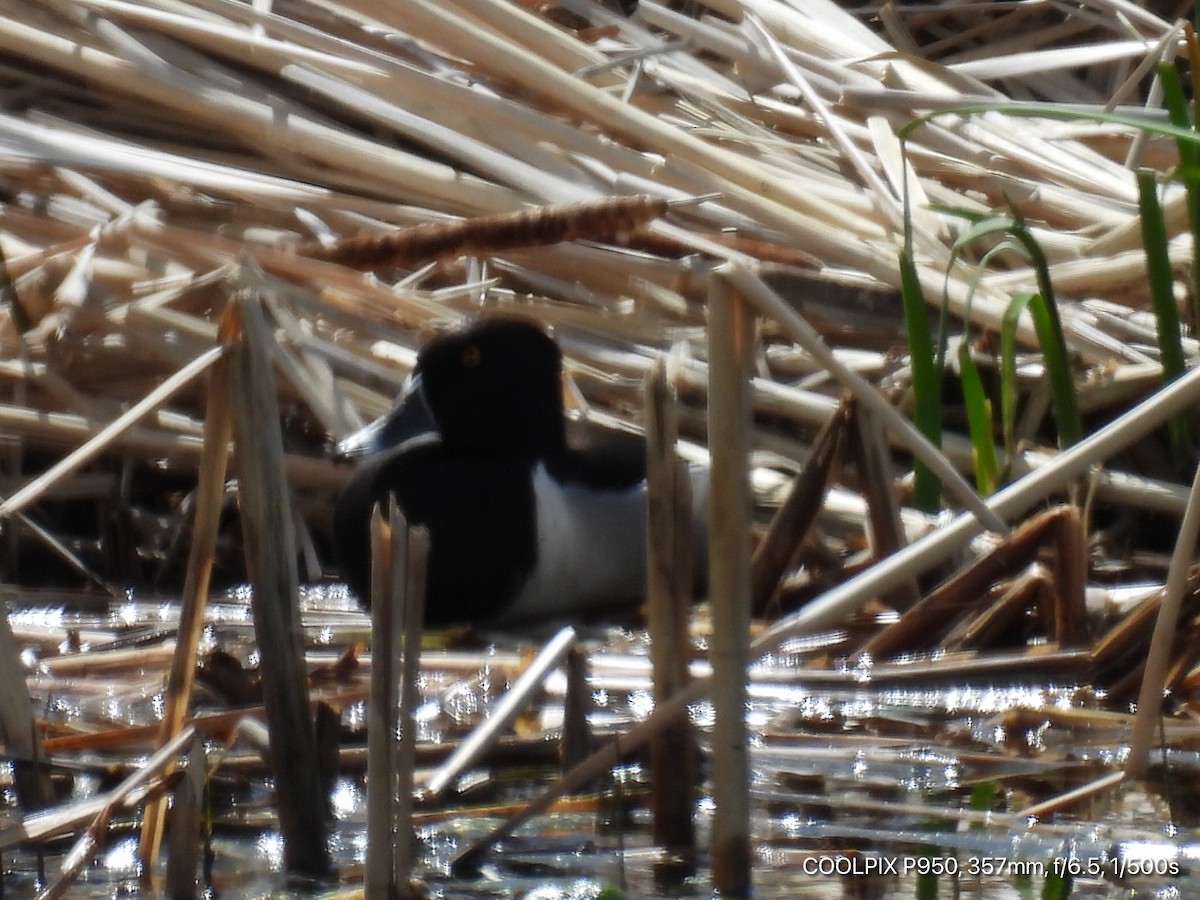 Ring-necked Duck - ML619411479