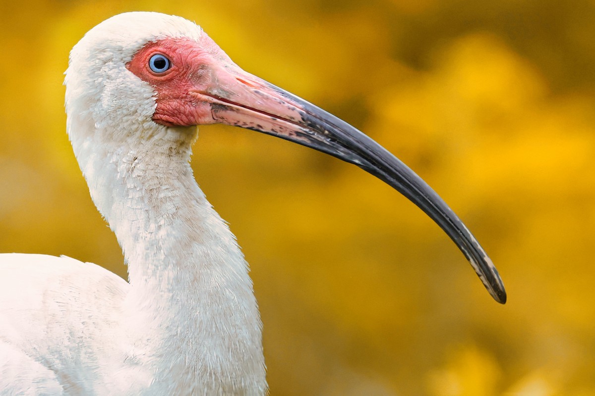 ibis bílý - ML619411483