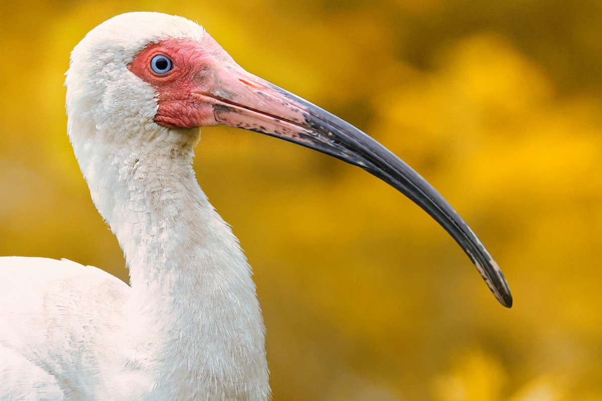 White Ibis - James Tornetta