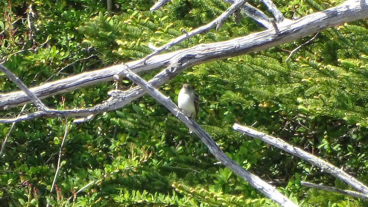 Least Flycatcher - Amy Simmons