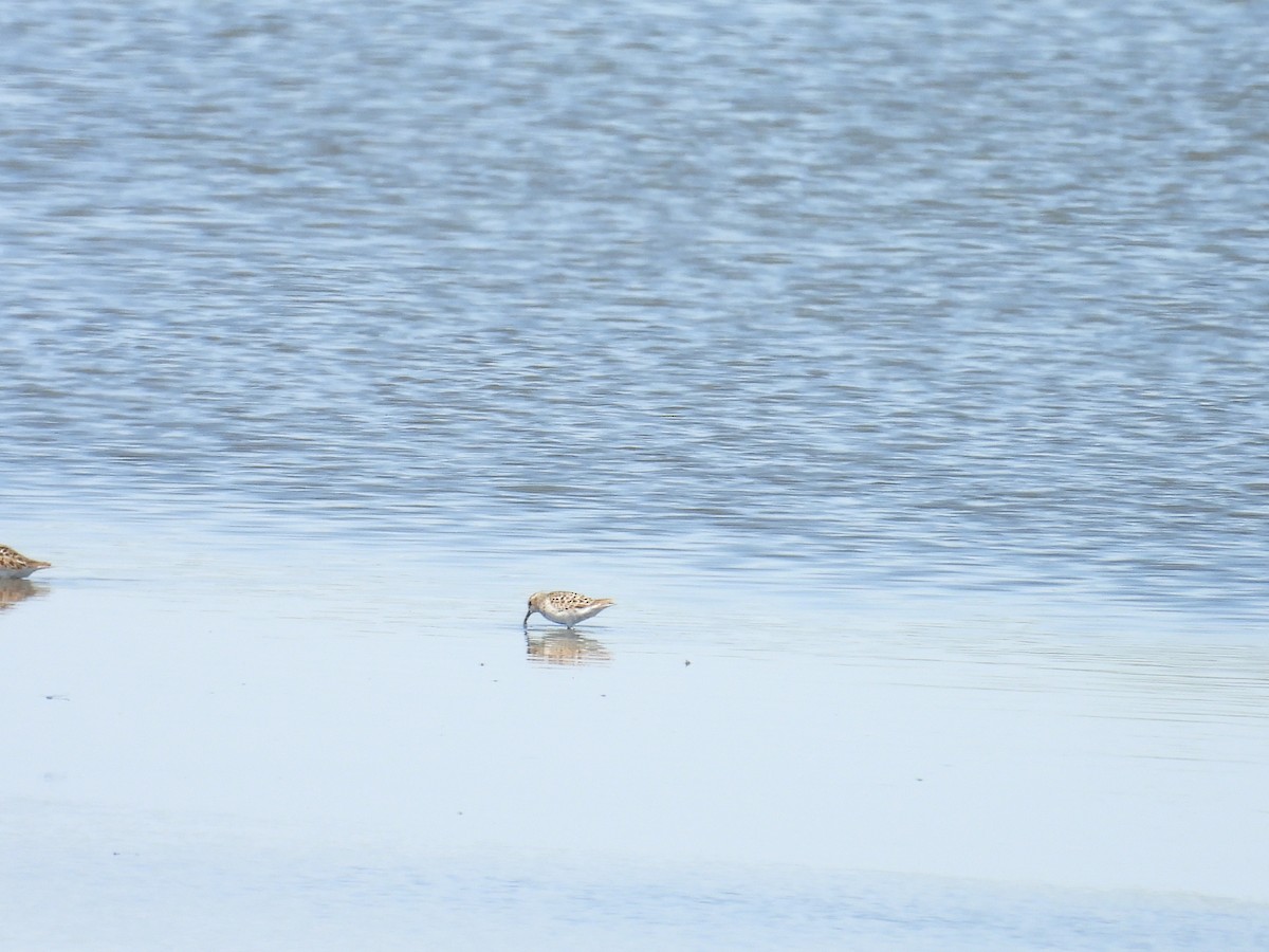 Western Sandpiper - Dana Sterner