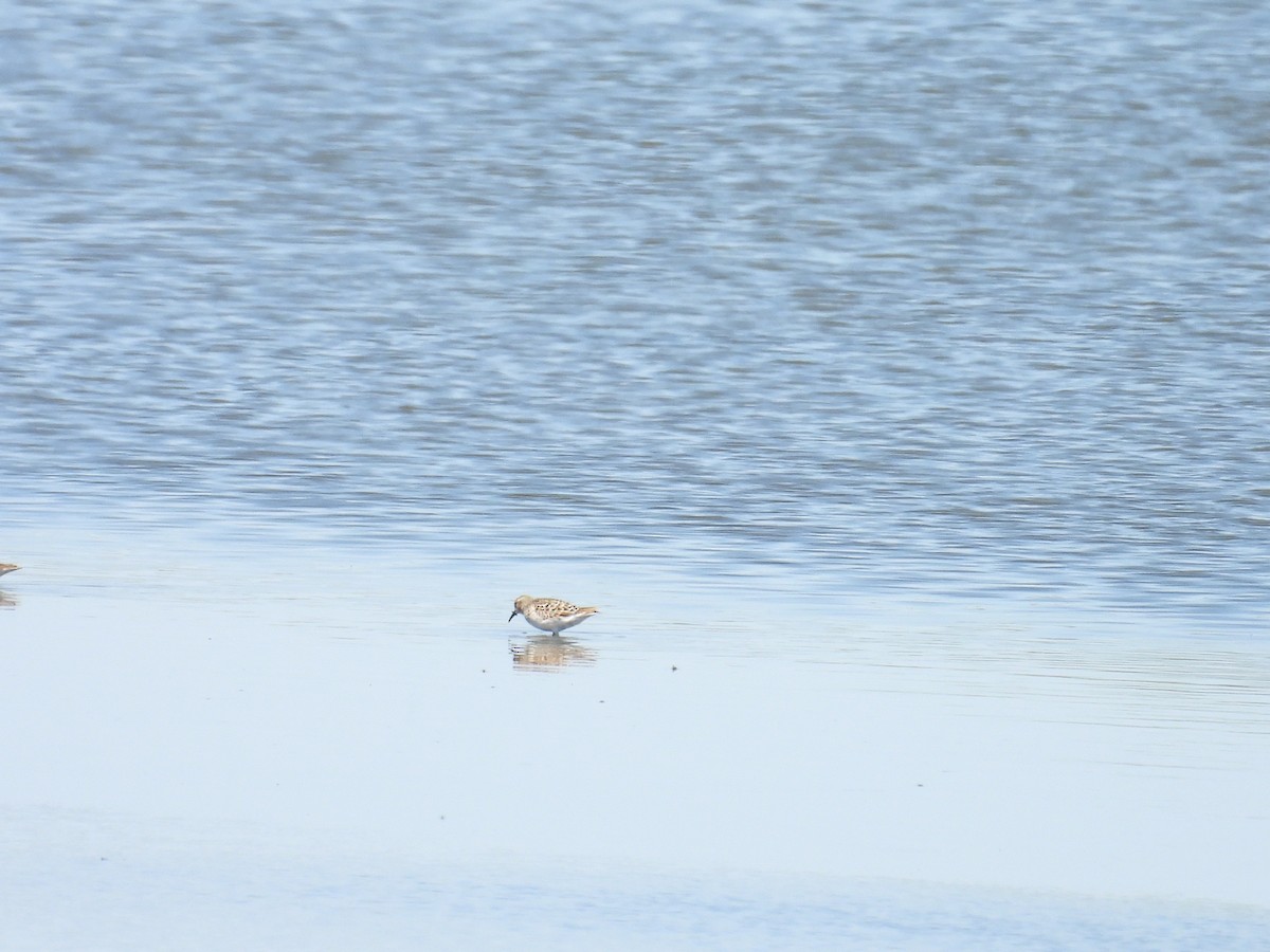 Western Sandpiper - Dana Sterner