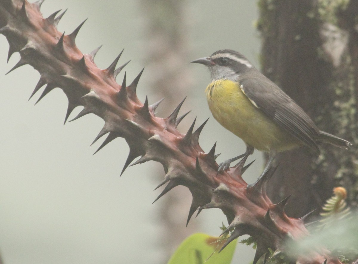 Bananaquit - Miguel  Magro