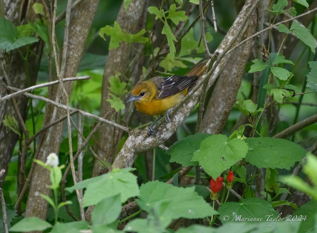 Baltimore Oriole - Marianne Taylor