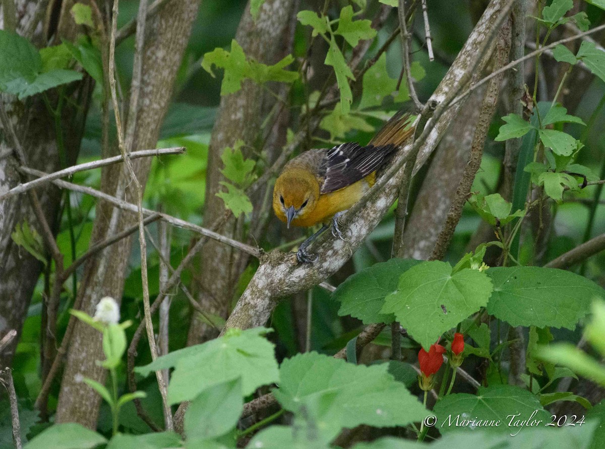 Baltimore Oriole - Marianne Taylor