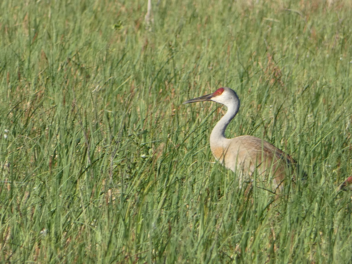 Sandhill Crane - Marieta Manolova