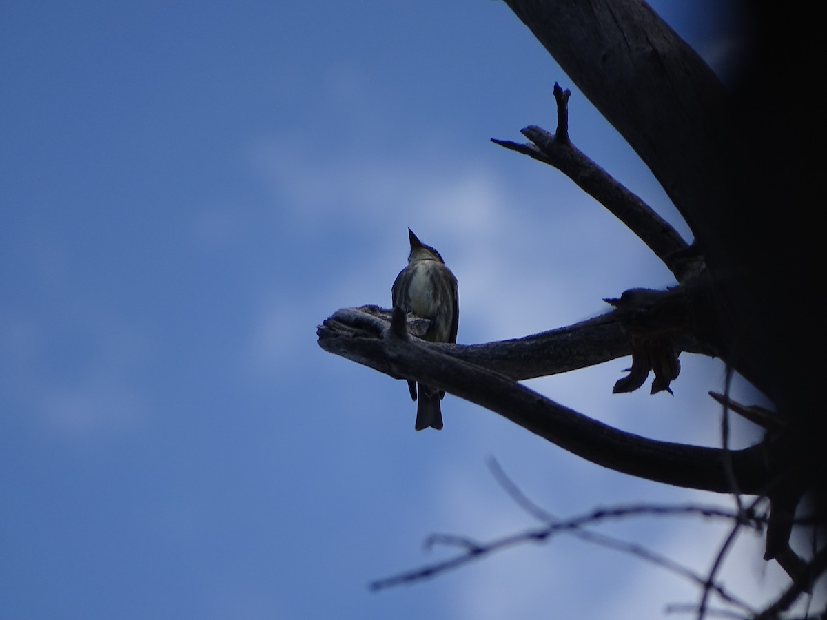 Olive-sided Flycatcher - Kevin Williams