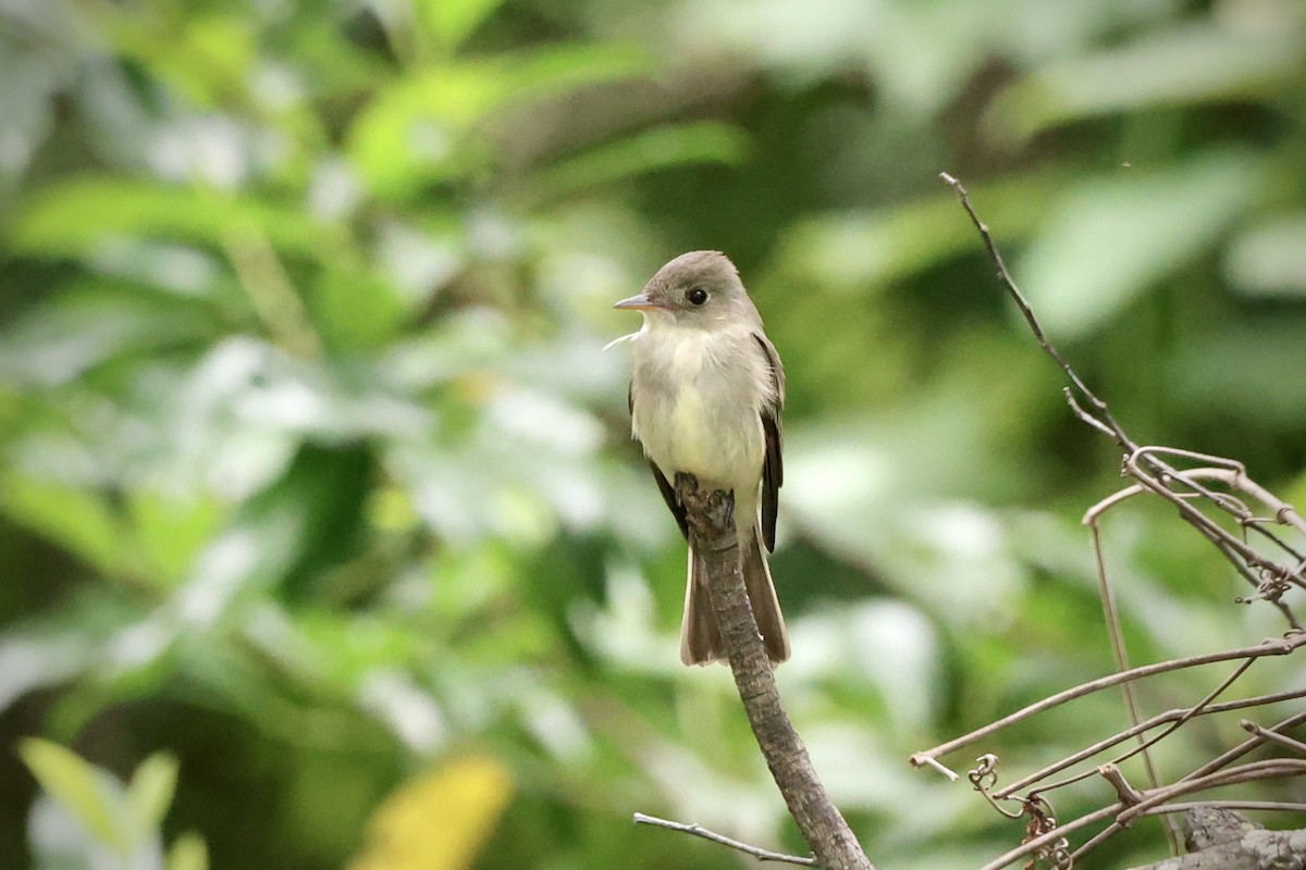 Eastern Wood-Pewee - Drew Allen