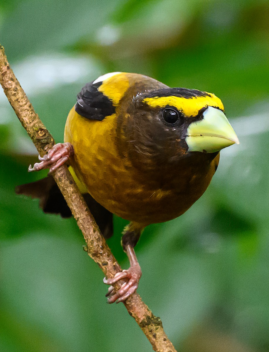 Evening Grosbeak - Lea Schellhous