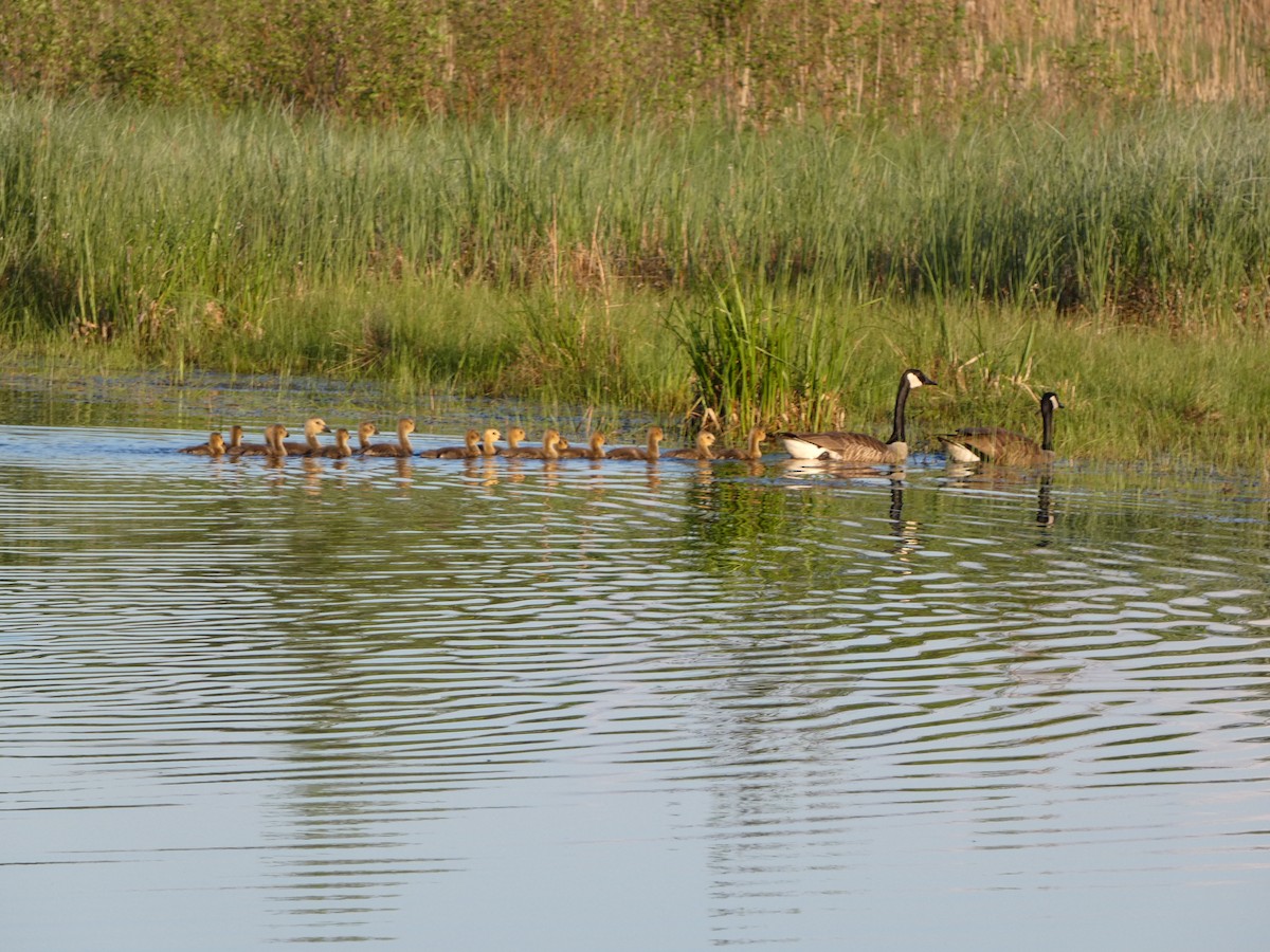 Canada Goose - Marieta Manolova