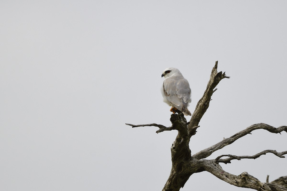 Black-shouldered Kite - ML619411550