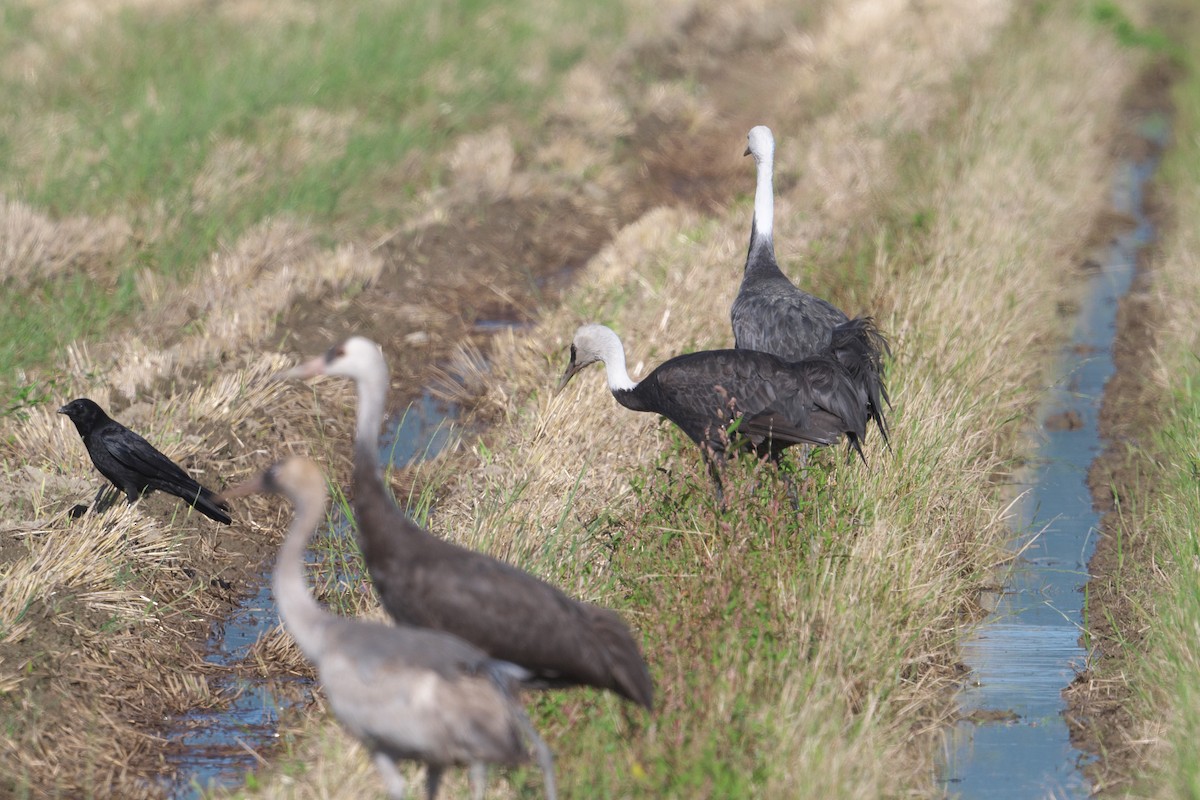 Hooded Crane - ML619411573