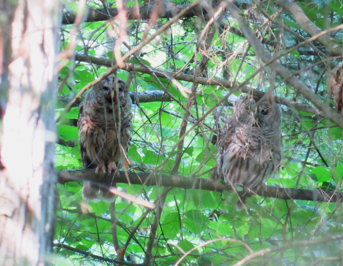 Barred Owl - John Haas